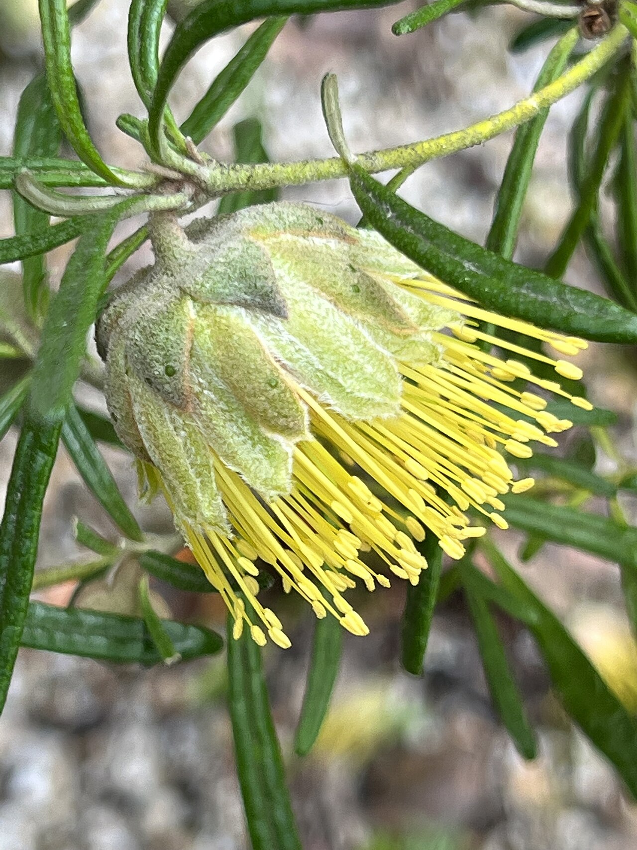 Diplolaena angustifolia: Diplolaena angustifolia cultivated plant growing in the Maranoa Botanic Gardens