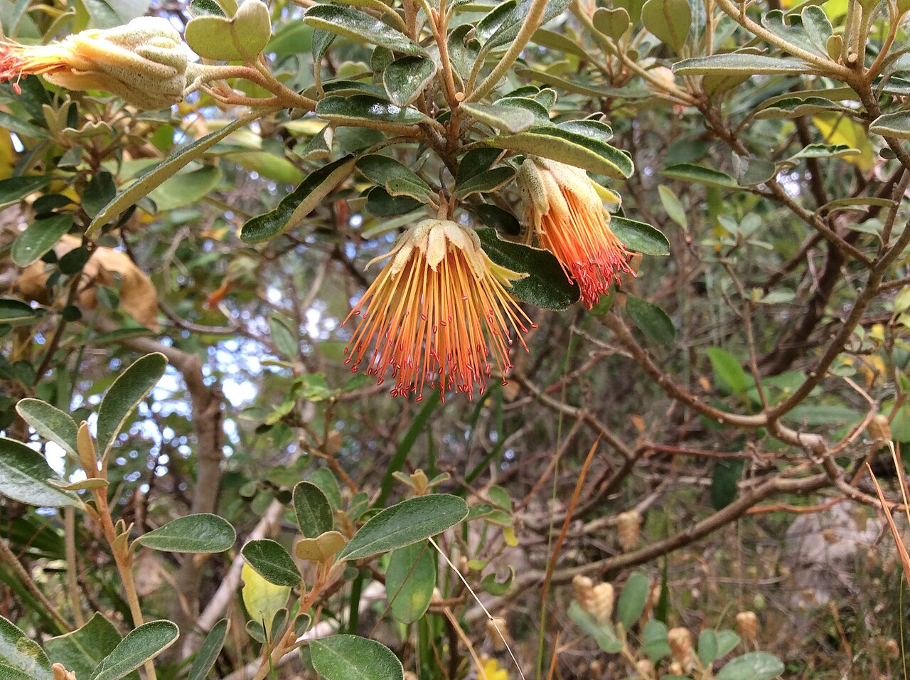 Diplolaena dampieri: Diplolaena dampieri, Cape Naturaliste, Western Australia