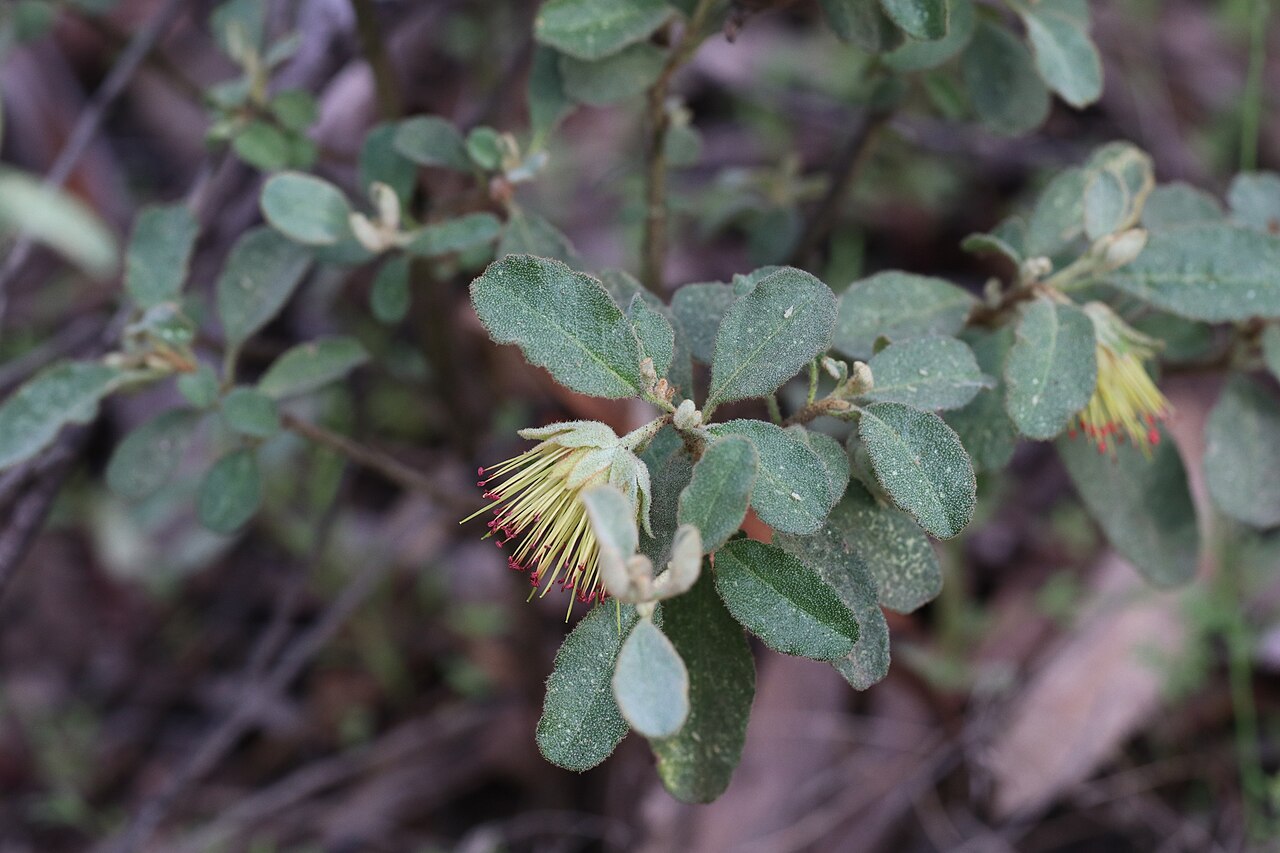 Diplolaena dampieri: Dampier's rose ( Diplolaena dampieri ) in Australia