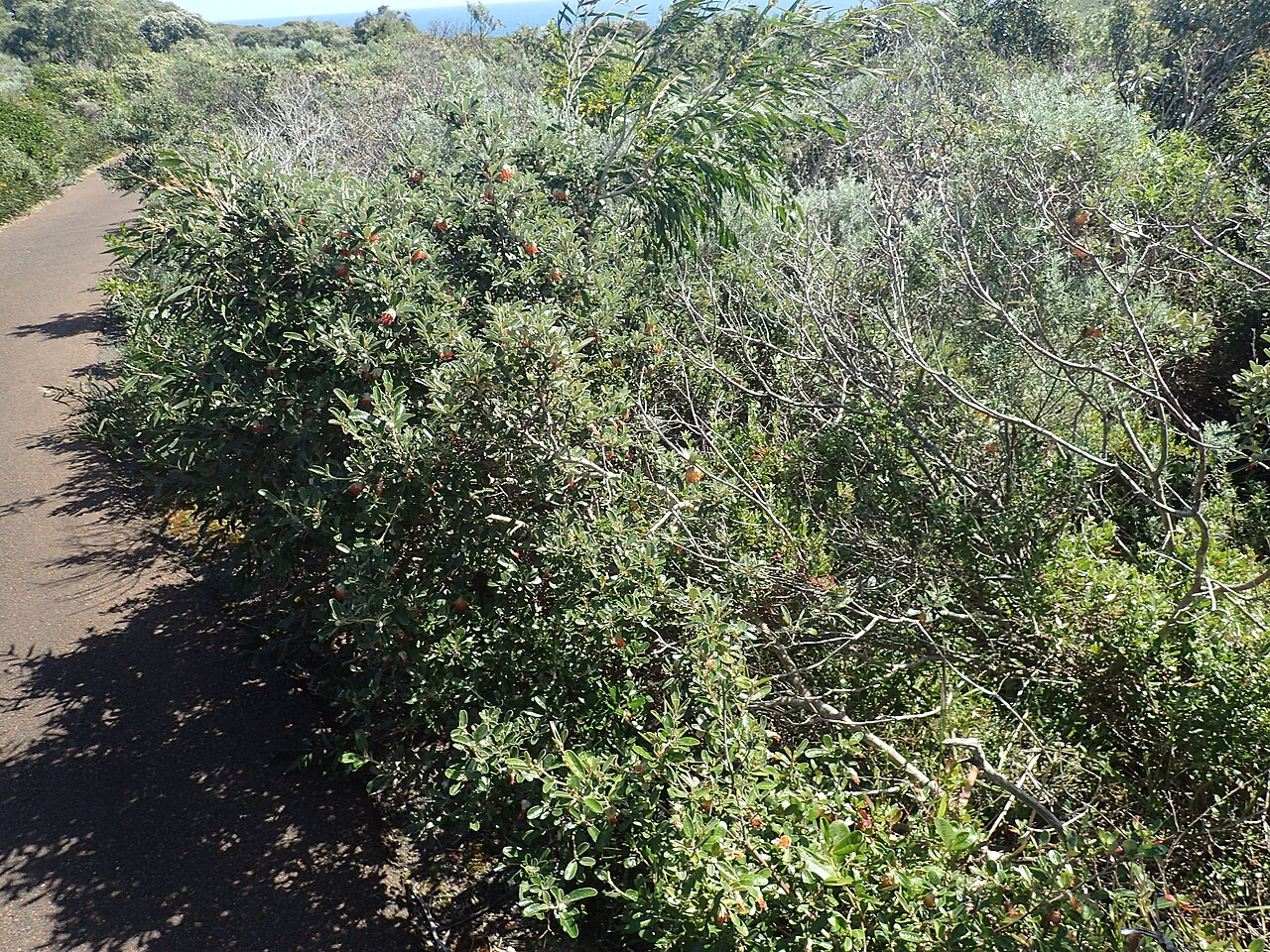 Diplolaena dampieri: Diplolaena dampieri , habit near the Cape Naturalist lighthouse, in the Leeuwin-Naturaliste National Park, Western Australia