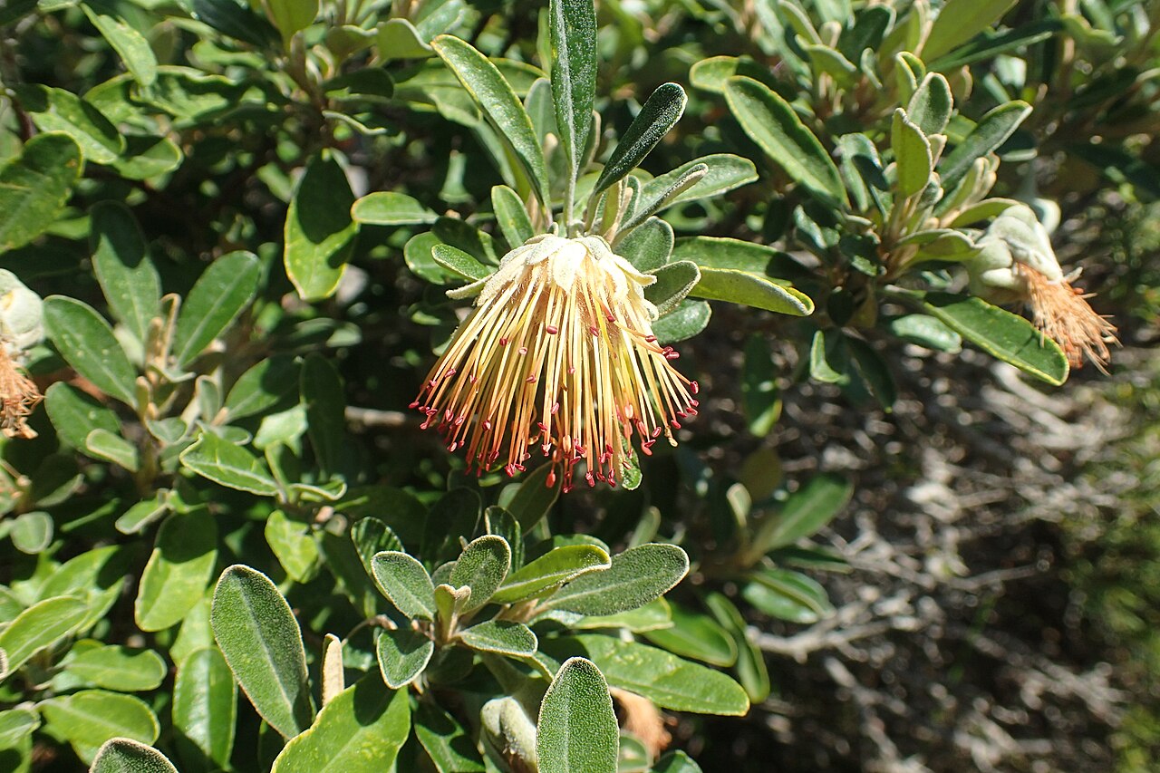 Diplolaena dampieri: Foliage and flowers of Diplolaena dampieri , near the Cape Naturalist lighthouse, in the Leeuwin-Naturaliste National Park, Western Australia