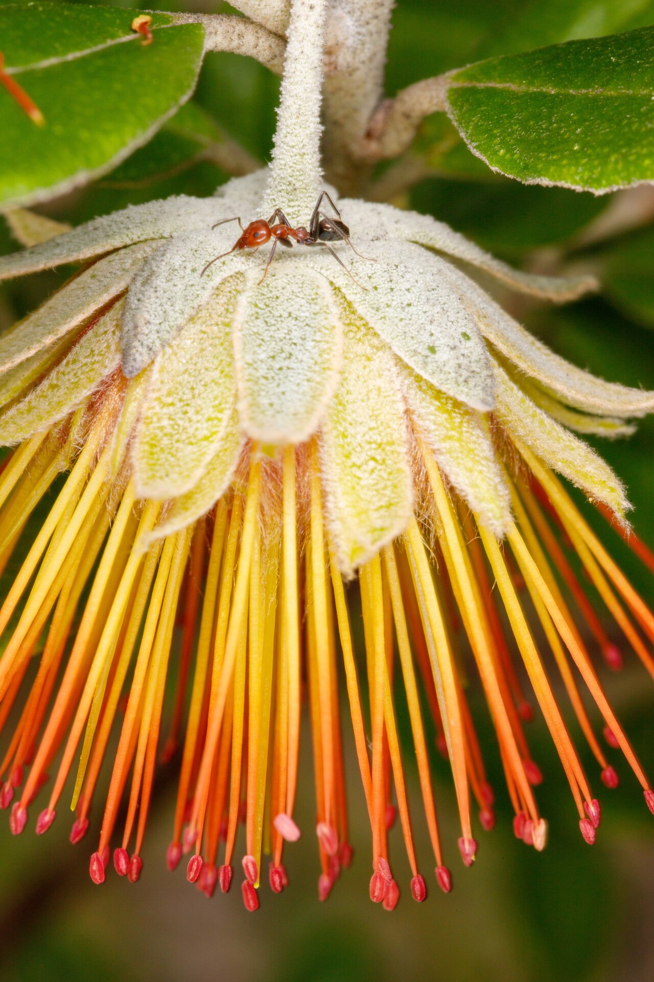 Diplolaena dampieri: Dampier's rose ( Diplolaena dampieri ) in Australia