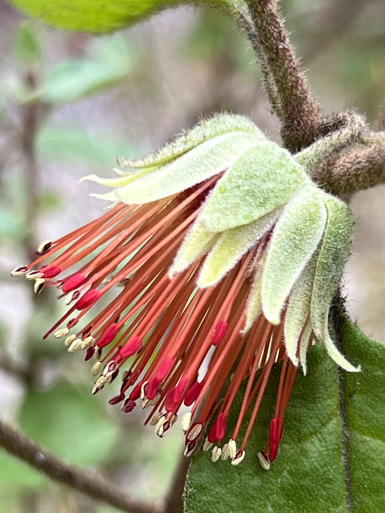 Diplolaena dampieri: Diplolaena dampieri cultivated plant growing in the Maranoa Botanic Gardens