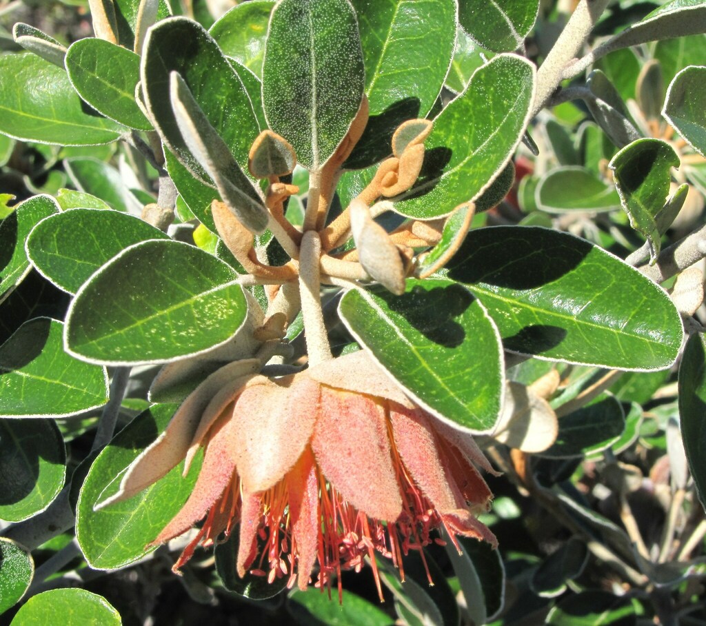 Diplolaena grandiflora (Diplolaena grandiflora)