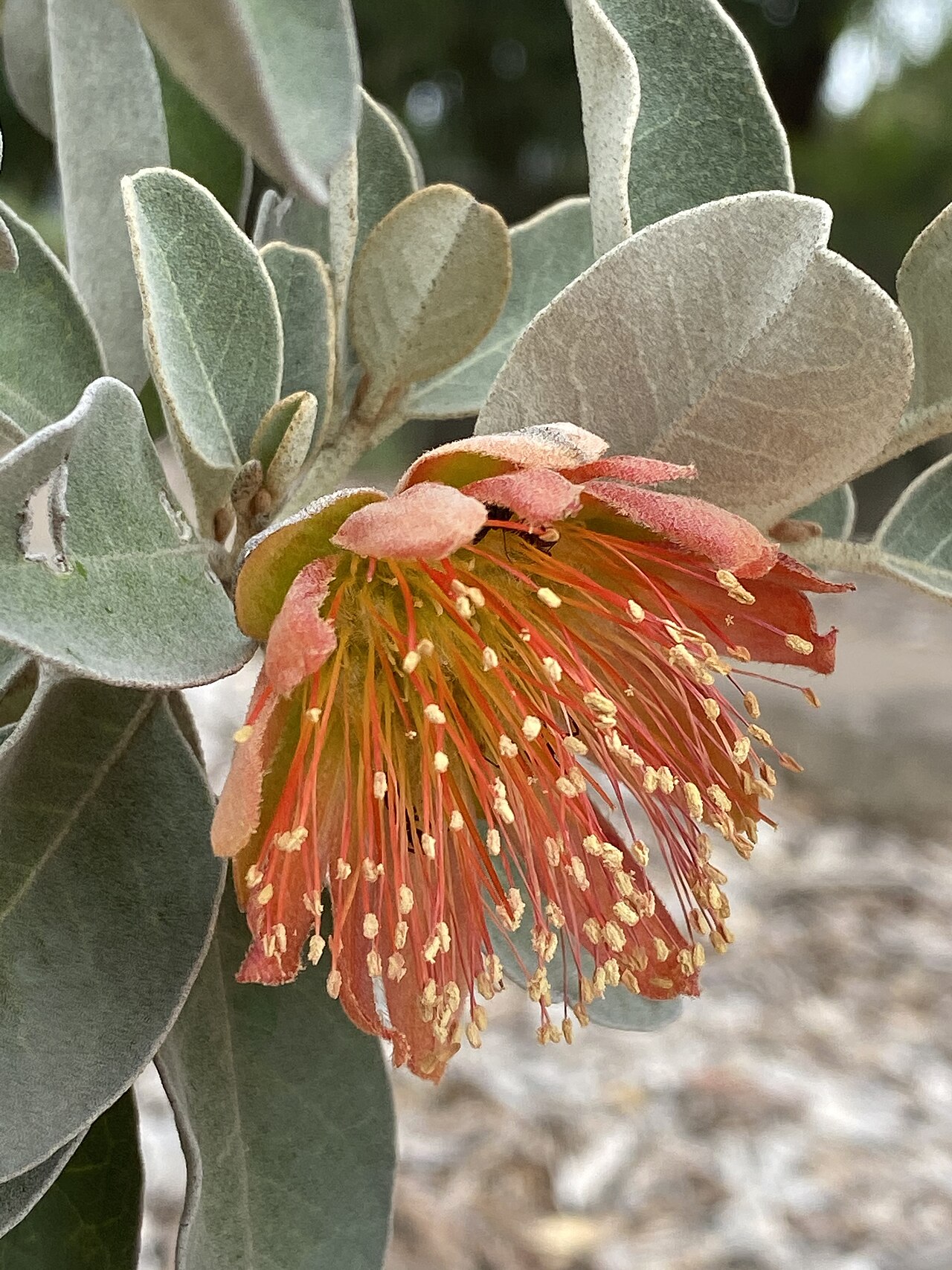 Diplolaena grandiflora: Diplolaena grandiflora cultivated plant growing in the Australian Botanic Garden