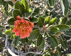 Diplolaena grandiflora (Diplolaena grandiflora)