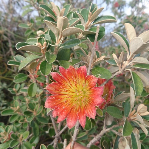 Diplolaena grandiflora (Diplolaena grandiflora)