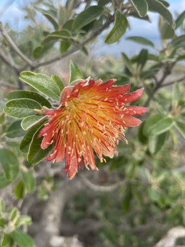 Diplolaena grandiflora (Diplolaena grandiflora)