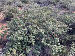 Diplolaena grandiflora (Diplolaena grandiflora)