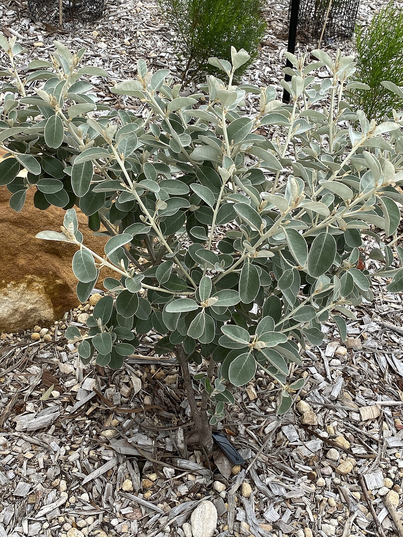 Diplolaena grandiflora: Diplolaena grandiflora cultivated plant growing in the Australian Botanic Garden