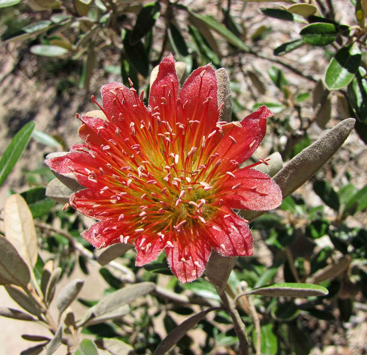 Diplolaena grandiflora: Tamala rose