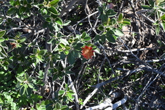 Diplolaena grandiflora (Diplolaena grandiflora)