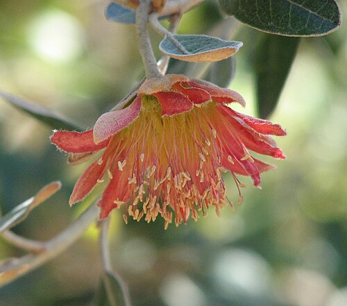Diplolaena grandiflora: Diplolaena grandiflora , Maranoa Gardens, Balwyn, Victoria, Australia