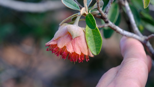 Diplolaena grandiflora (Diplolaena grandiflora)