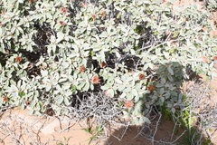 Diplolaena grandiflora (Diplolaena grandiflora)