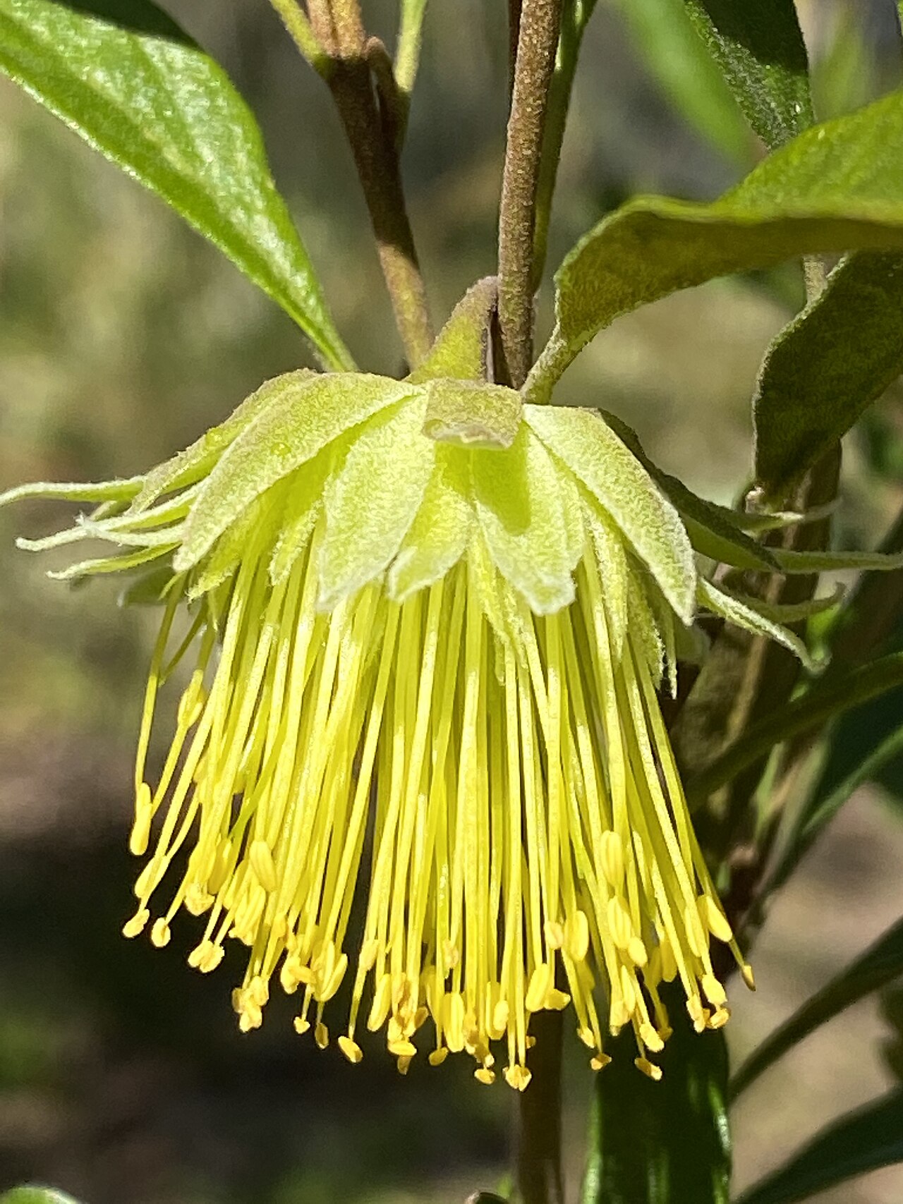 Diplolaena microcephala: Diplolaena microcephala in the Australian National Botanic Gardens, Canberra