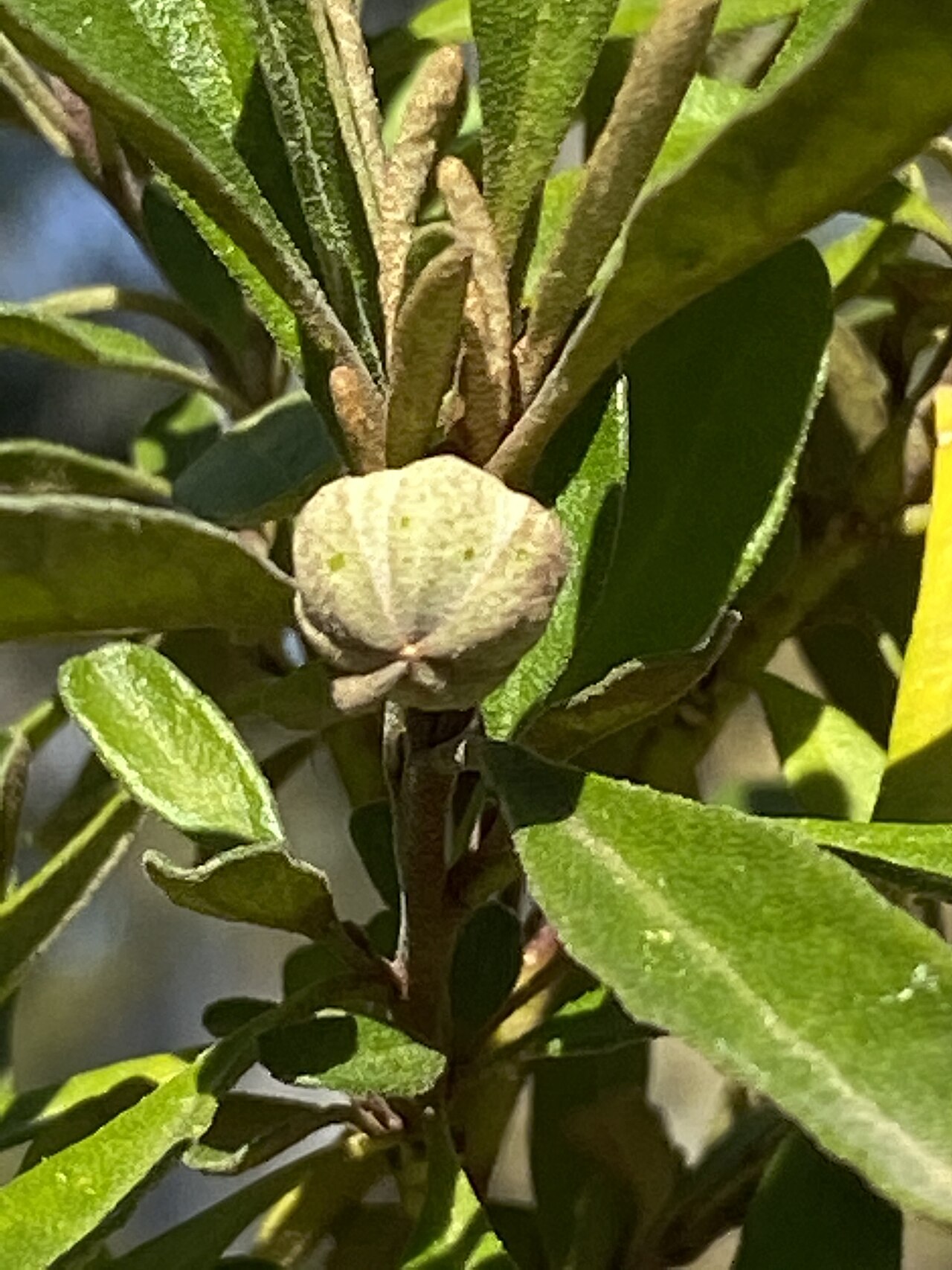 Diplolaena microcephala: Diplolaena microcephala in the Australian National Botanic Gardens, Canberra