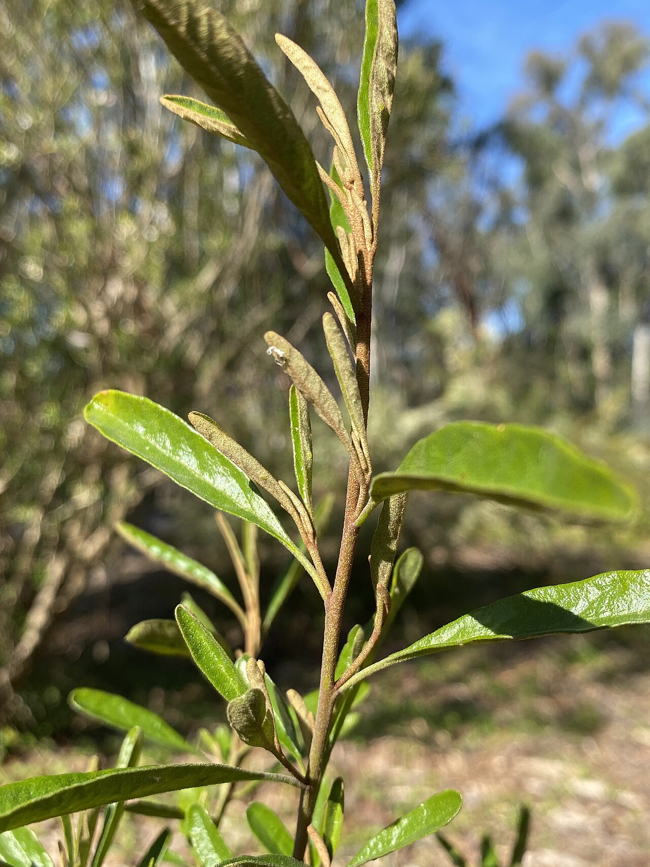 Diplolaena microcephala: Diplolaena microcephala in the Australian National Botanic Gardens, Canberra