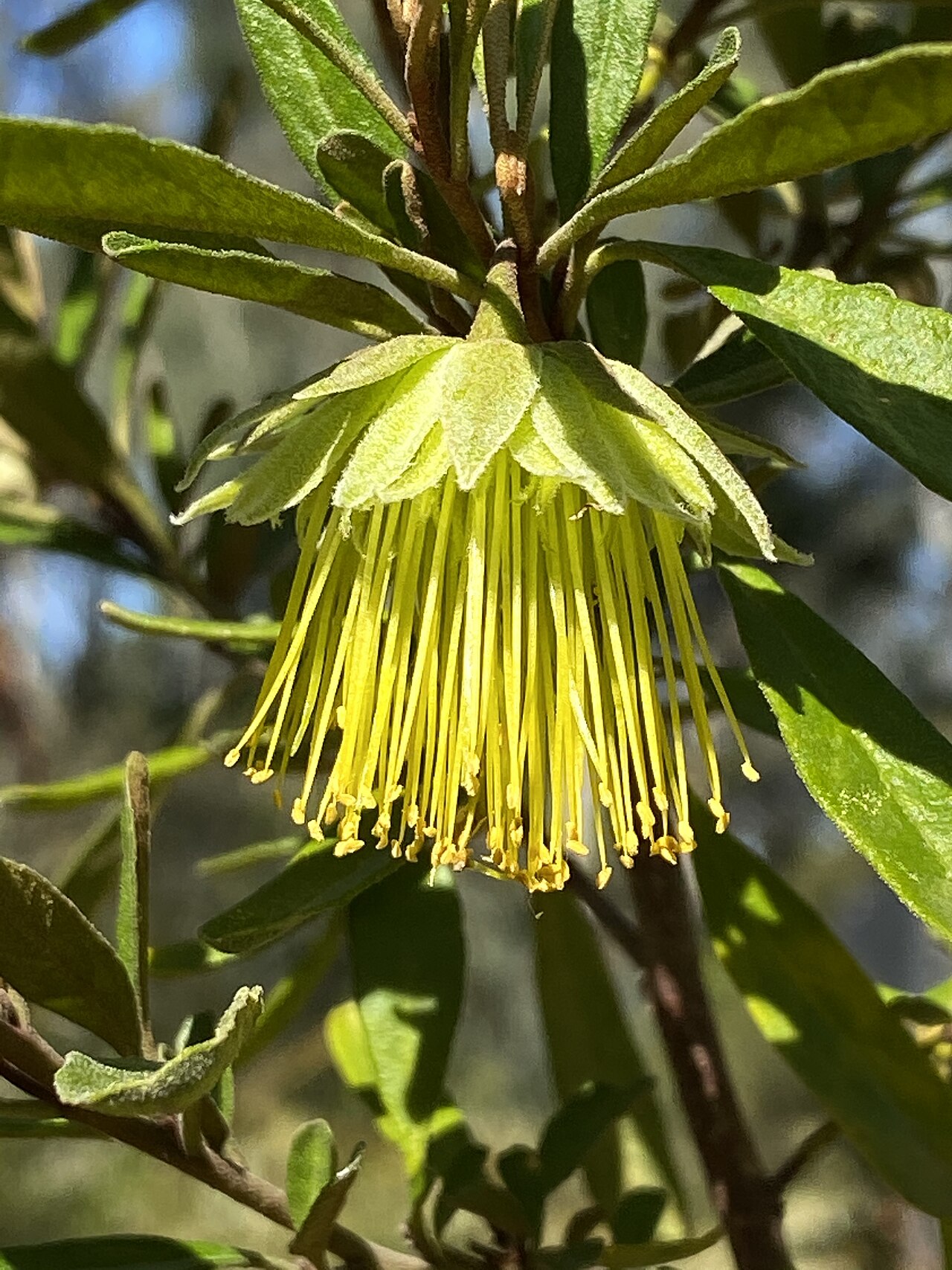 Diplolaena microcephala: Diplolaena microcephala in the Australian National Botanic Gardens, Canberra