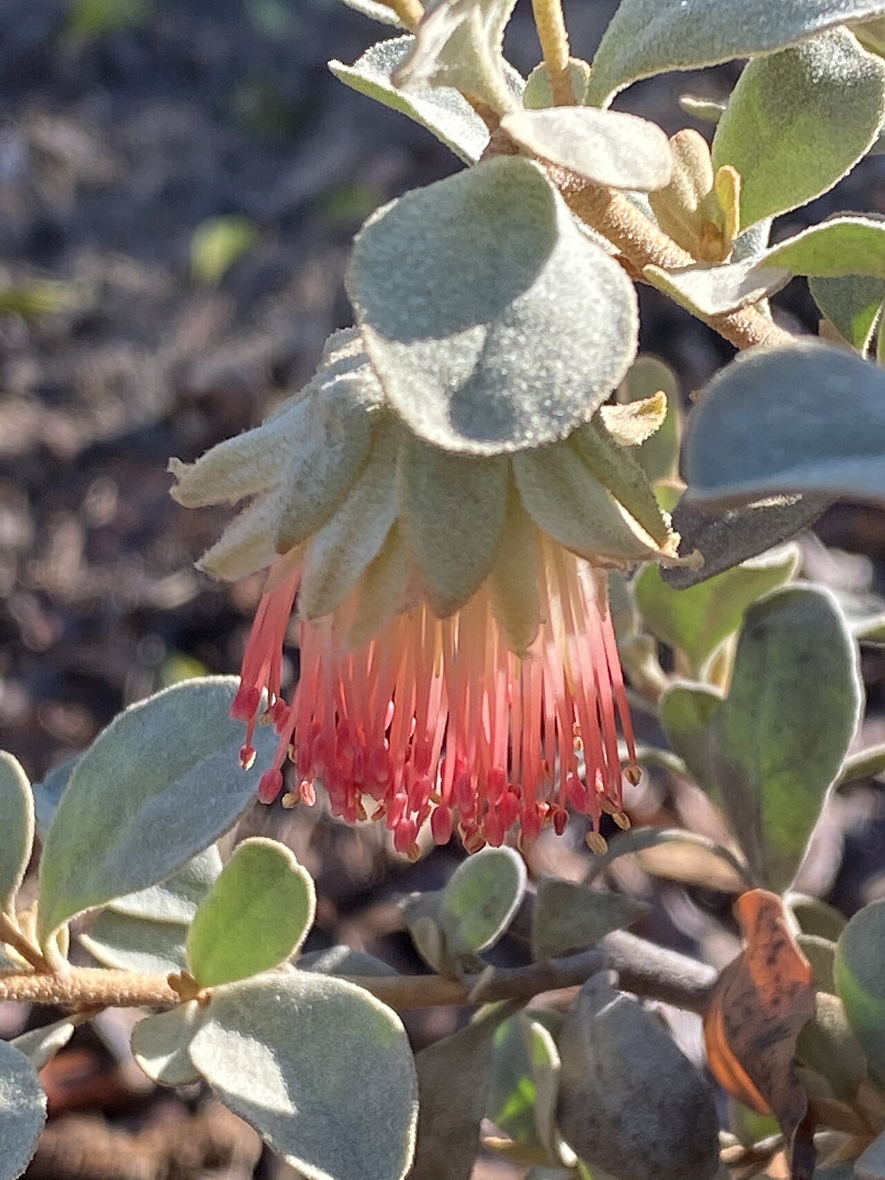Diplolaena mollis: Flower and foliage of Diplolaena mollis