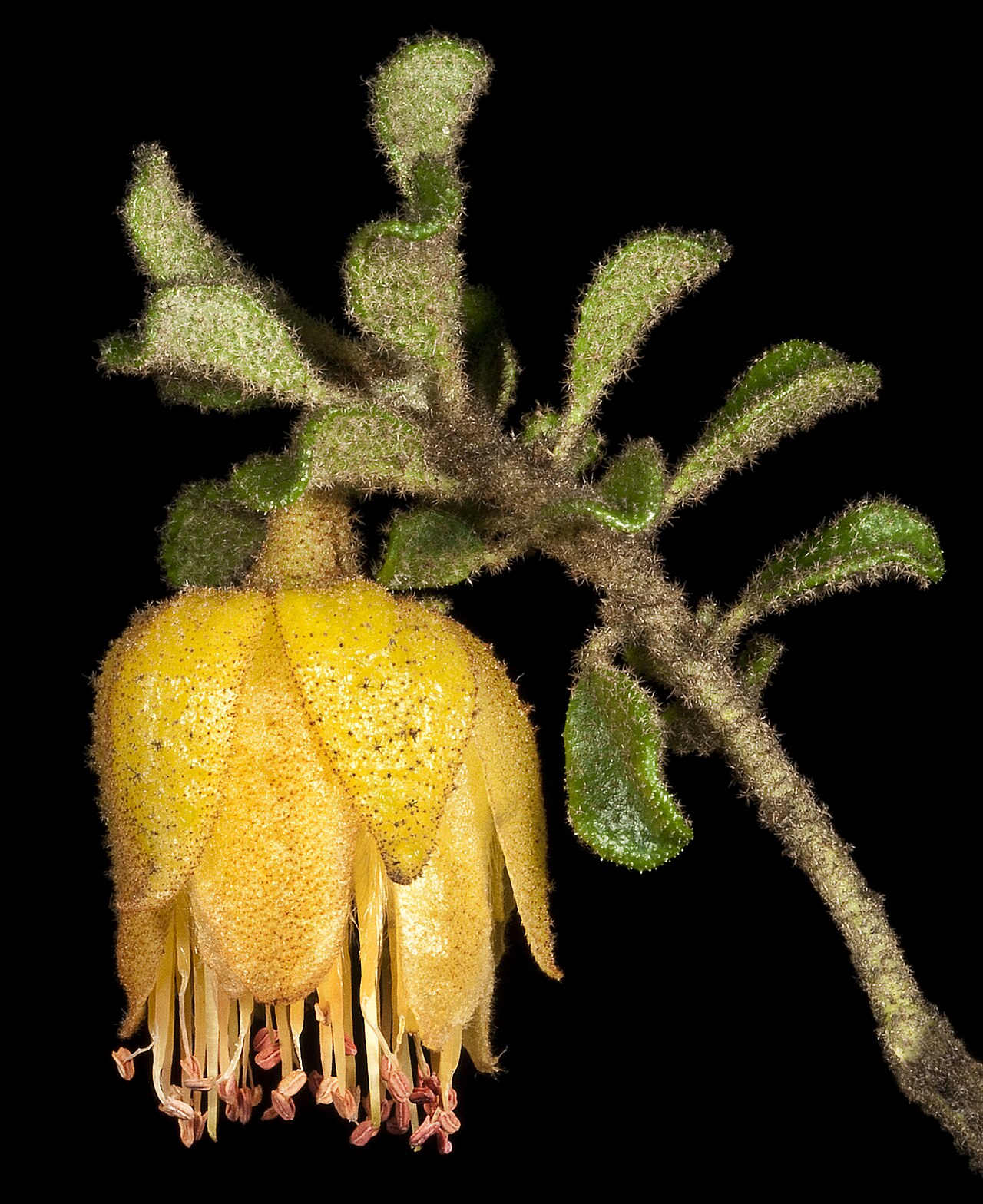 Diplolaena obovata: KRT4187