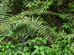 Diplopterygium blotianum (Diplopterygium blotianum)
