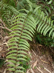 Diplopterygium blotianum (Diplopterygium blotianum)
