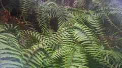 Diplopterygium blotianum (Diplopterygium blotianum)