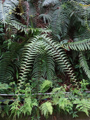 Diplopterygium blotianum (Diplopterygium blotianum)