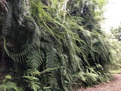 Diplopterygium blotianum (Diplopterygium blotianum)