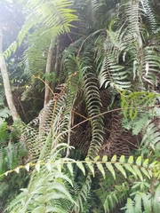 Diplopterygium blotianum (Diplopterygium blotianum)
