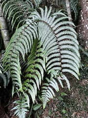 Diplopterygium blotianum (Diplopterygium blotianum)