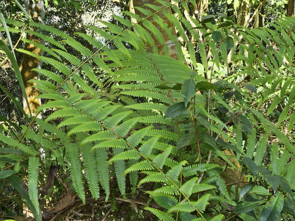 Diplopterygium blotianum (Diplopterygium blotianum)