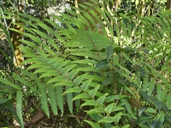 Diplopterygium blotianum (Diplopterygium blotianum)