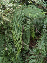 Diplopterygium giganteum (Diplopterygium giganteum)