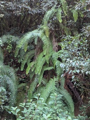 Diplopterygium giganteum (Diplopterygium giganteum)