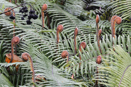 Diplopterygium giganteum (Diplopterygium giganteum)
