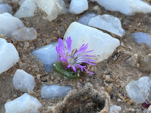 Diplosoma luckhoffii (Diplosoma luckhoffii)