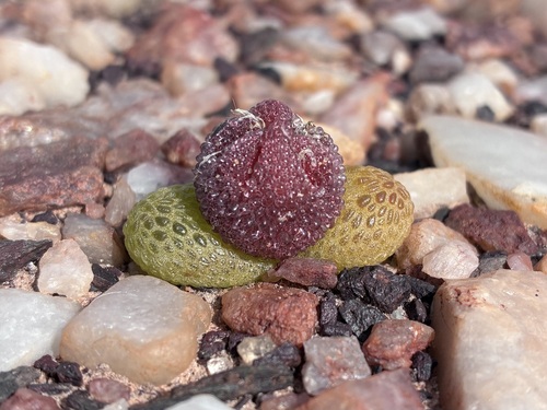 Diplosoma luckhoffii (Diplosoma luckhoffii)