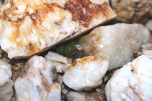 Diplosoma luckhoffii (Diplosoma luckhoffii)
