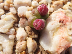 Diplosoma luckhoffii (Diplosoma luckhoffii)