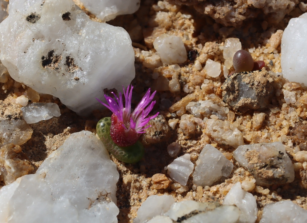 Diplosoma luckhoffii (Diplosoma luckhoffii)