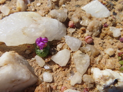 Diplosoma luckhoffii (Diplosoma luckhoffii)
