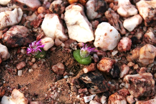 Diplosoma luckhoffii (Diplosoma luckhoffii)