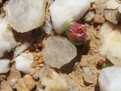 Diplosoma luckhoffii (Diplosoma luckhoffii)