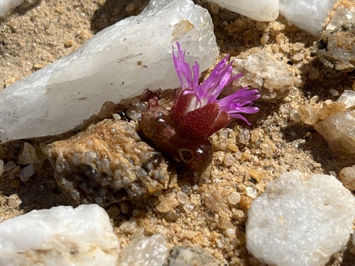 Diplosoma luckhoffii (Diplosoma luckhoffii)
