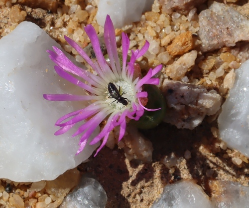 Diplosoma luckhoffii (Diplosoma luckhoffii)