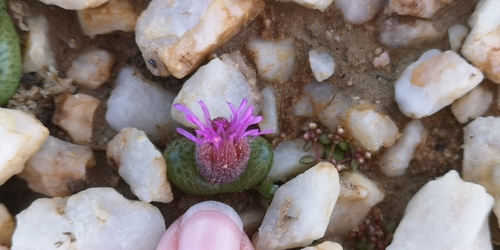 Diplosoma luckhoffii (Diplosoma luckhoffii)