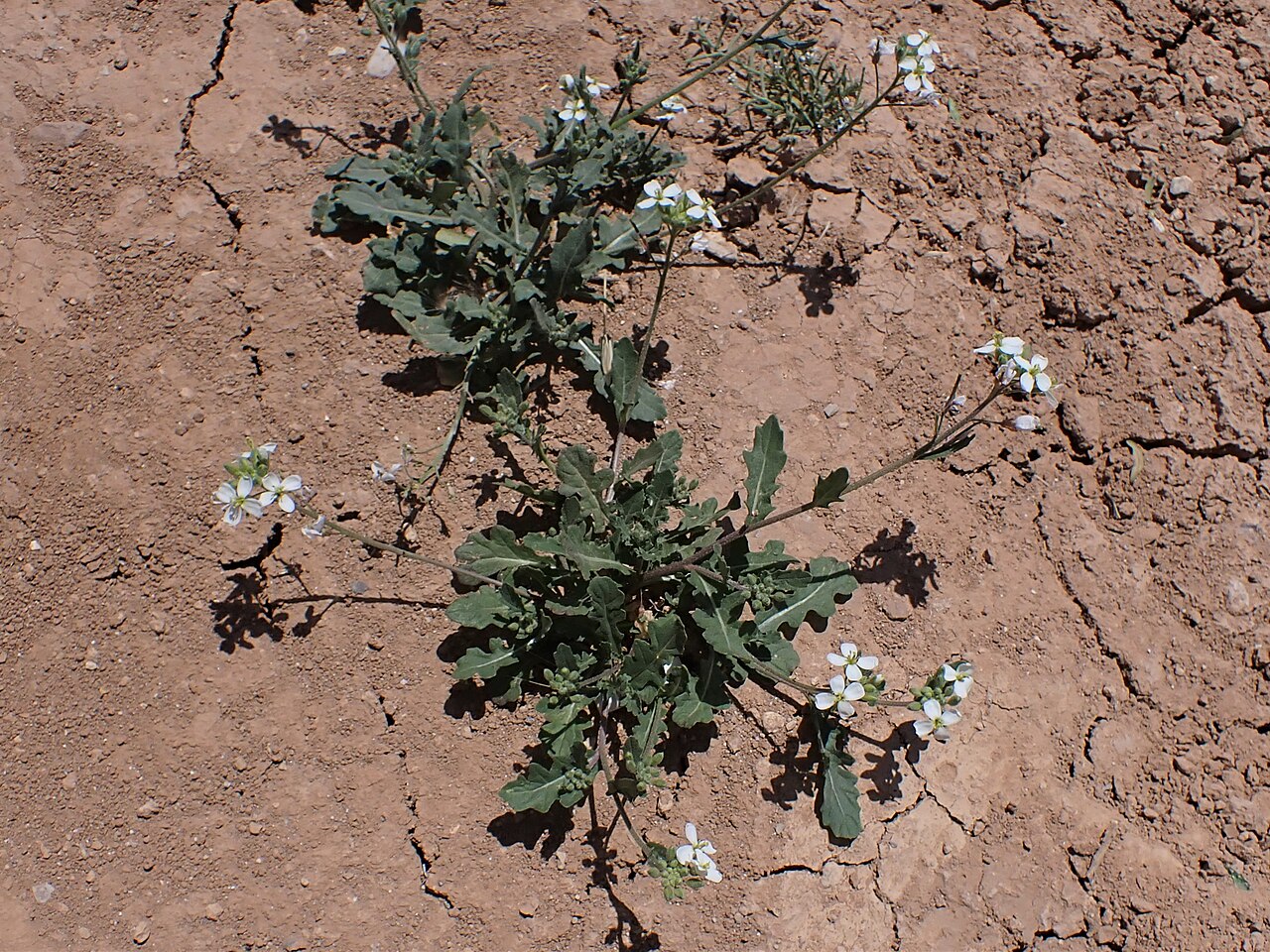 White wallrocket: Diplotaxis erucoides in Al Jizah by Amman in Jordan