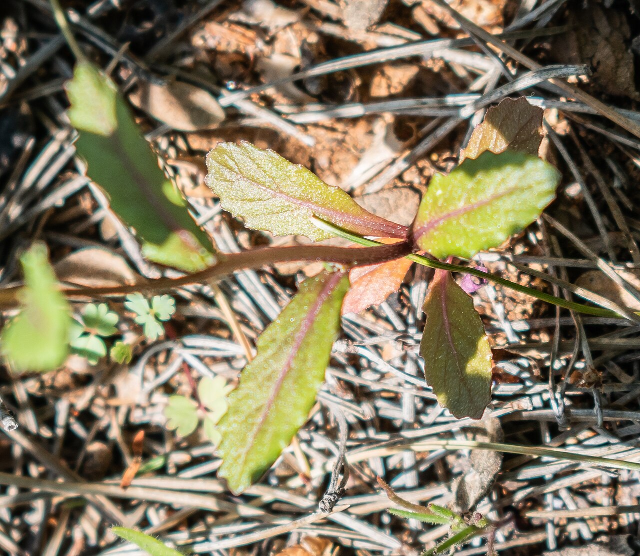White wallrocket: Diplotaxis erucoides in Massif de la Clape, Aude, France